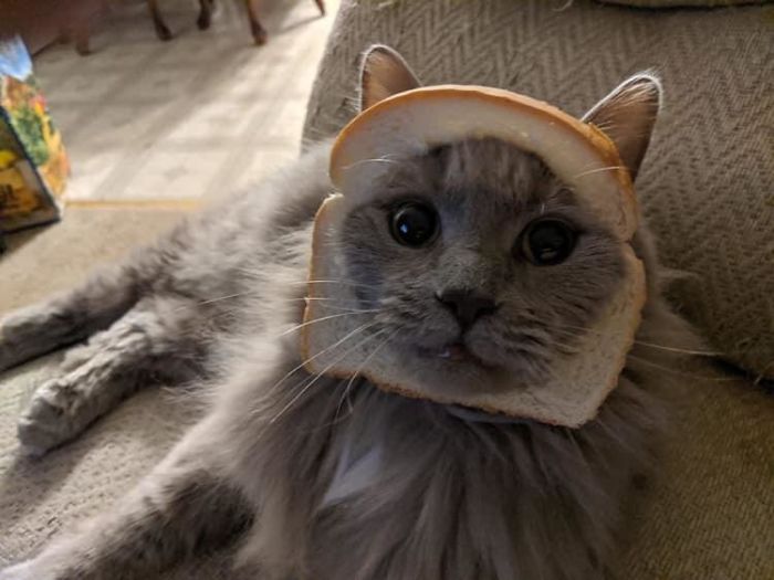 My Cat Is A Bit In-Bread