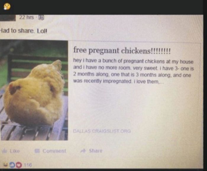Yoy Know, Just Some Pregnant Chickens Nothing Strange At