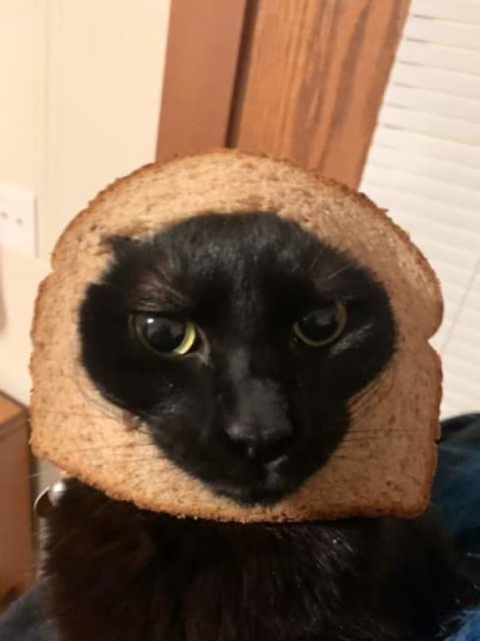 I Have An In Bread Cat Please Don't Make Fun Of Him