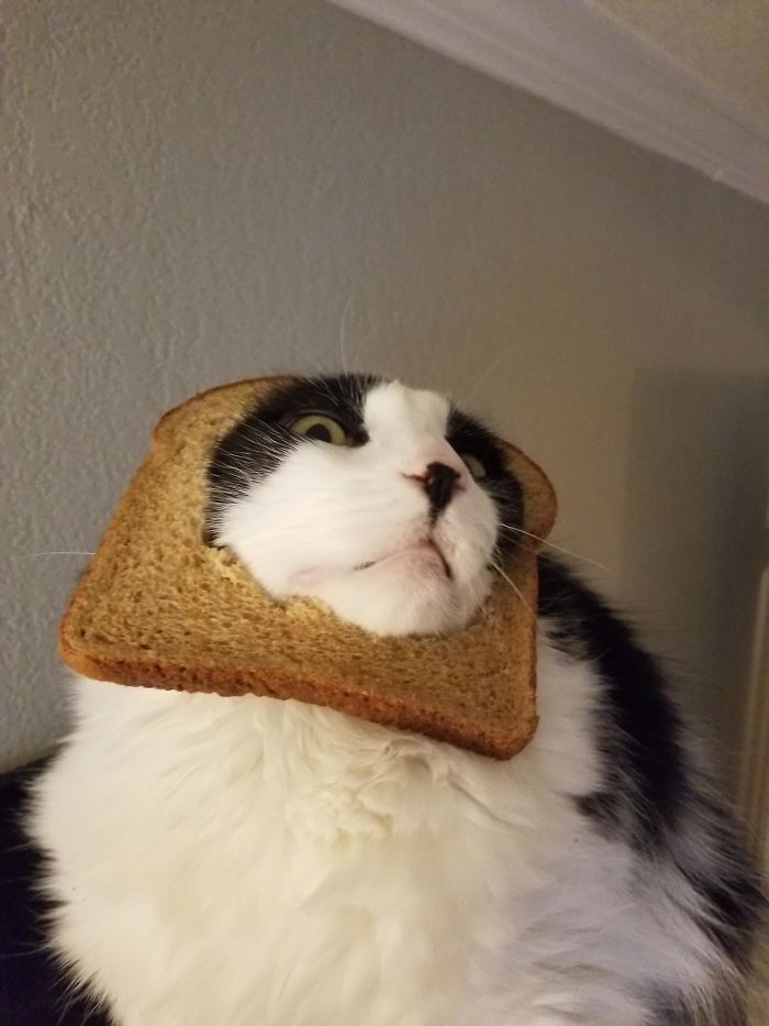 Merry Christmas From George The Awesome Breadcat