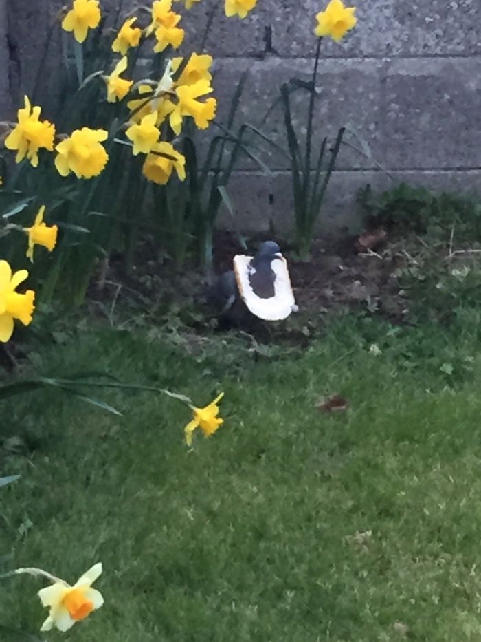 There Was A Pigeon In My Garden Wearing A Slice Of Bread