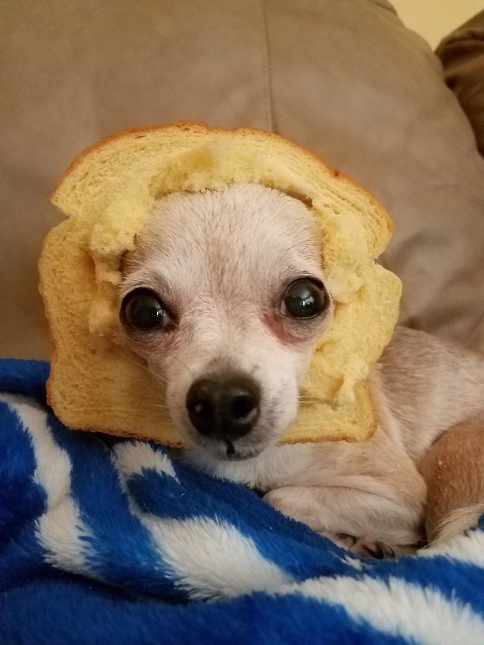 Chihuahua Head In Bread