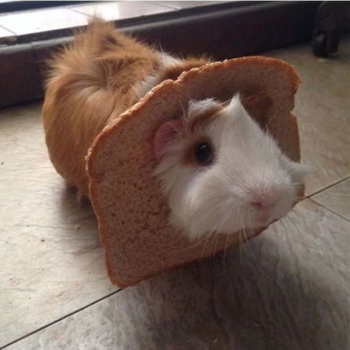 Guinea Pig With Bread Hat