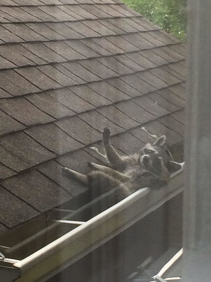 My Sister Sent Me This Pic Of A Raccoon On Her Neighbor's Roof