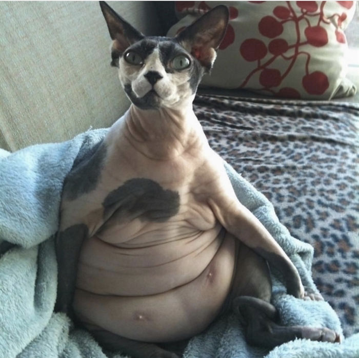 An Absolute Unit Of A Sphynx