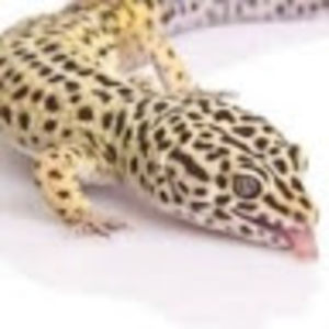 alyssasmith_1 avatar