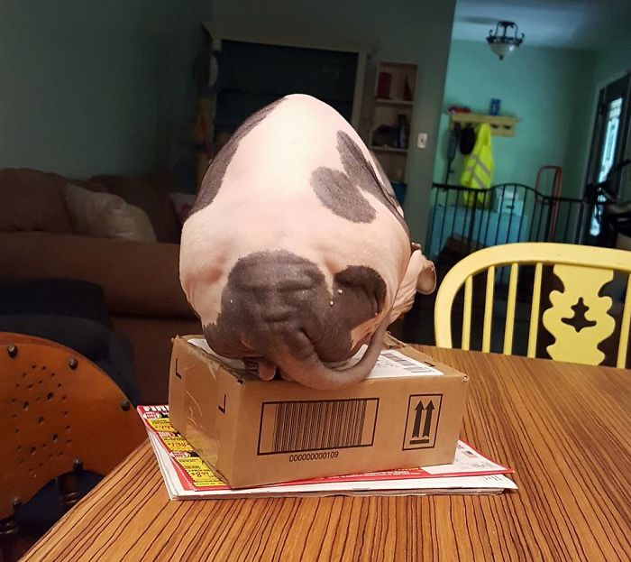 Our Hairless Cat Has A Face On Her Butt