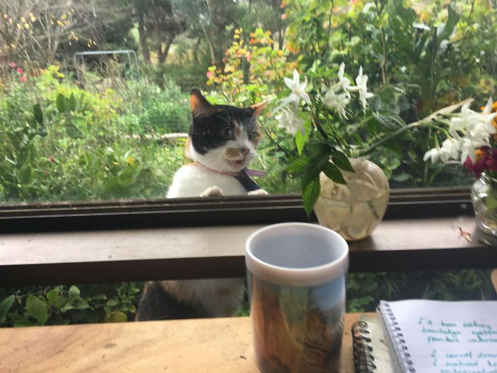 My Cat, Discovering That My Mother Has Placed A Vase Of Flowers Where She Normally Sits In The Sun