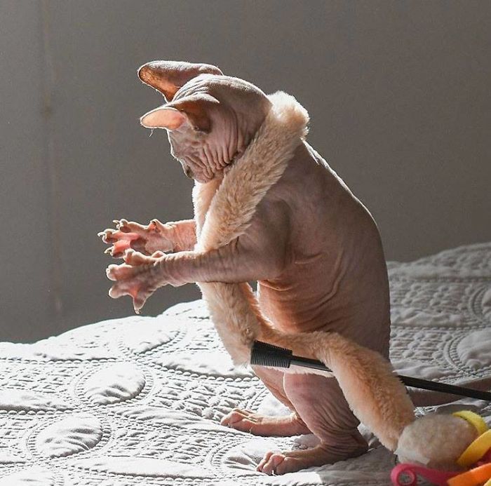 This Hairless Cat Holding It's Paws Out