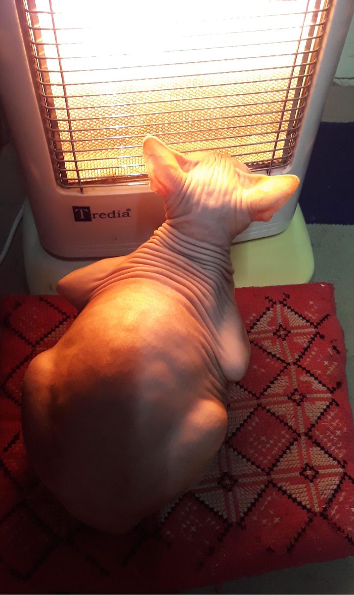 My Sphynx Cat Loves To Sit In Front Of My Heater In The Winter To Warm Up