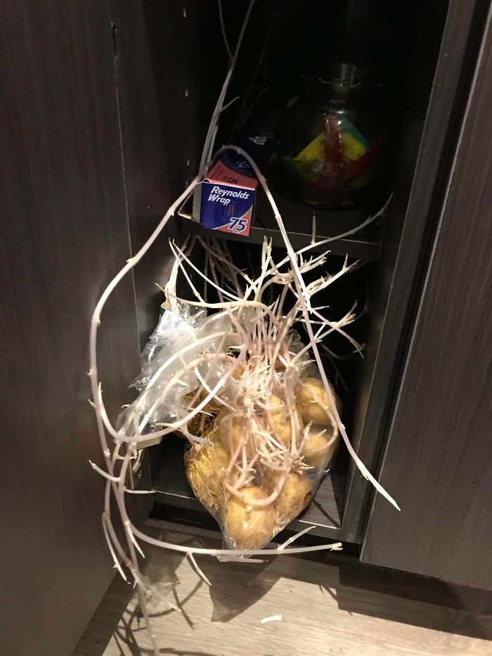 We Forgot About Our Bag Of Potatoes And They Sprouted...a Lot
