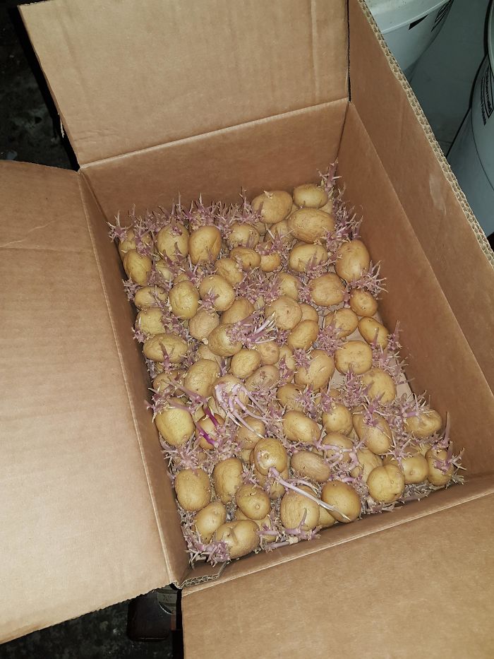 Sprouting Potatoes, Stuff Of Nightmares.