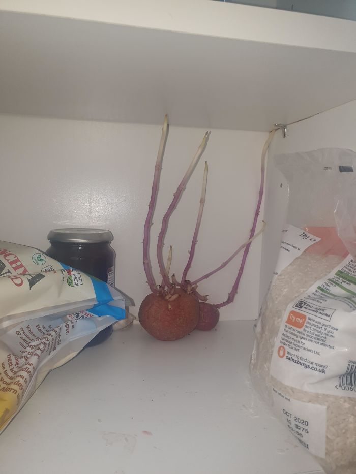 My Housemate Left This Potato In Her Cupboard For So Long That It Started Growing An Entirely New Plant