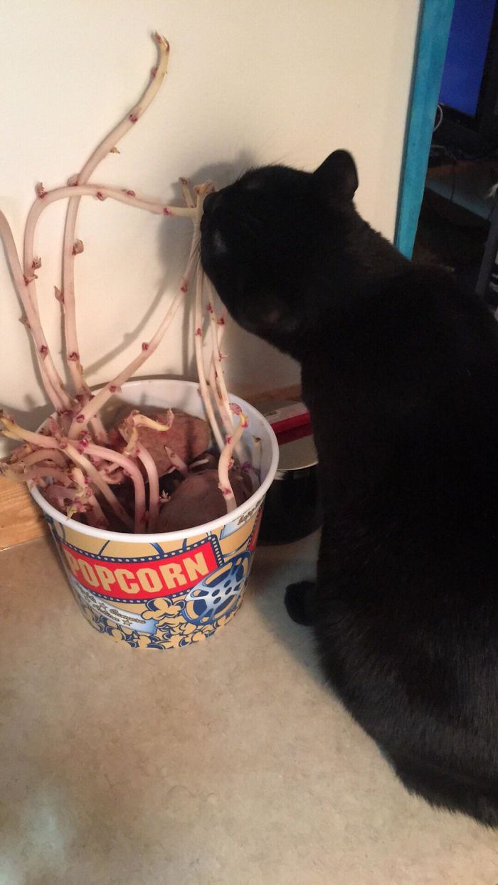 I See Your Tomato, And I Offer You A Bucket Of Seedy Potatoes And One Kitty