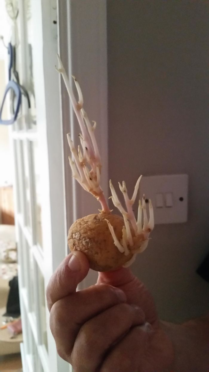 The Way This Potato Sprouted