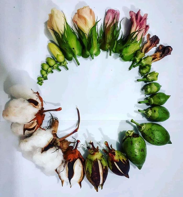 Life Cycle Of Cotton