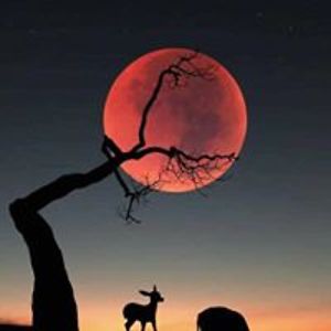 harold_volkwyn avatar