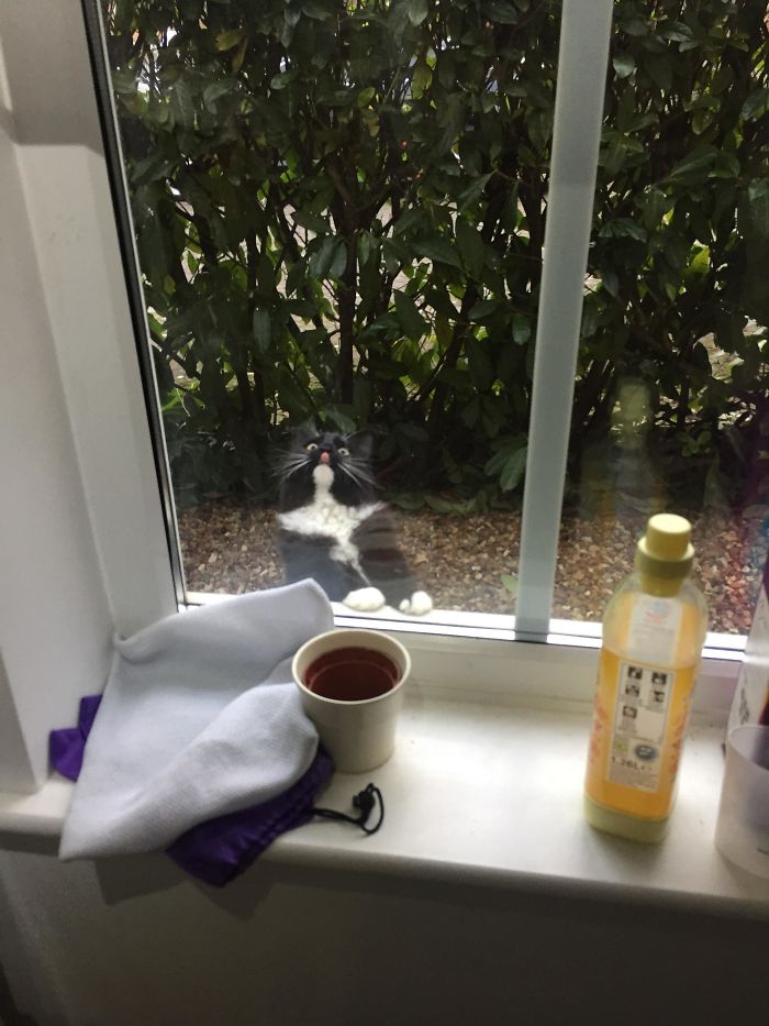 Sneaky Neighbourhood Cat Clearly Liked The Smell Of My Cooking