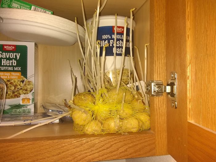 Potatoes Are Sprouting Inside My Cabinet.