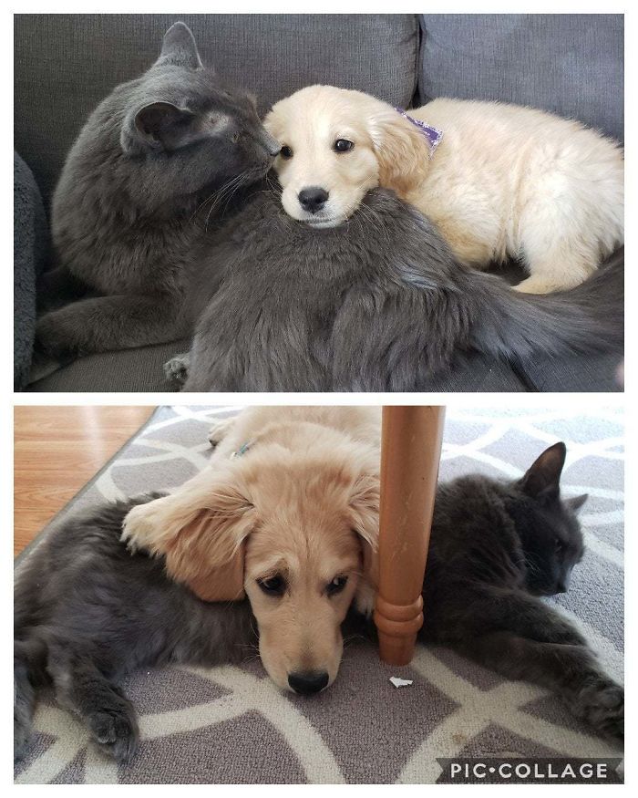 About A Month Ago I Introduced My New Dog To My Cat. Here's How Their Relationship Is Progressing