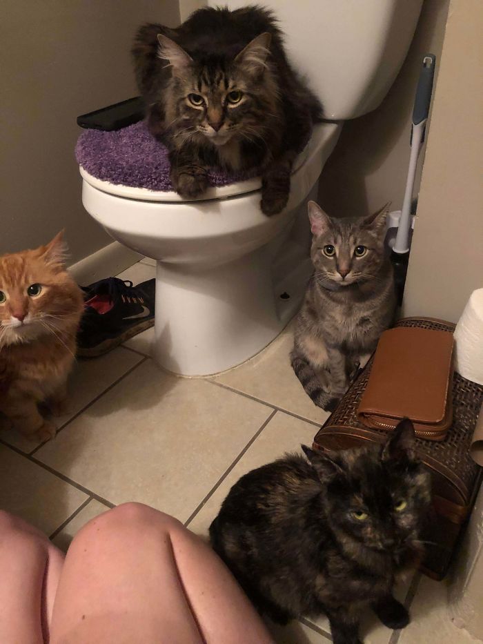 My Husband And I Had To Get The Whole Crew Into The Bathroom During A Big Storm. They Were So Good!!!