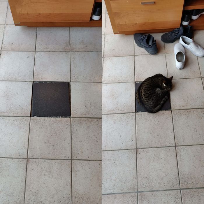 My Cat Always Sleeps On The One Odd Colored Tile In The House