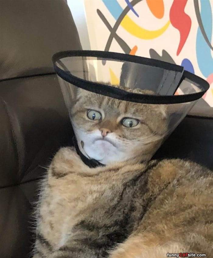 This Cat In A Cone