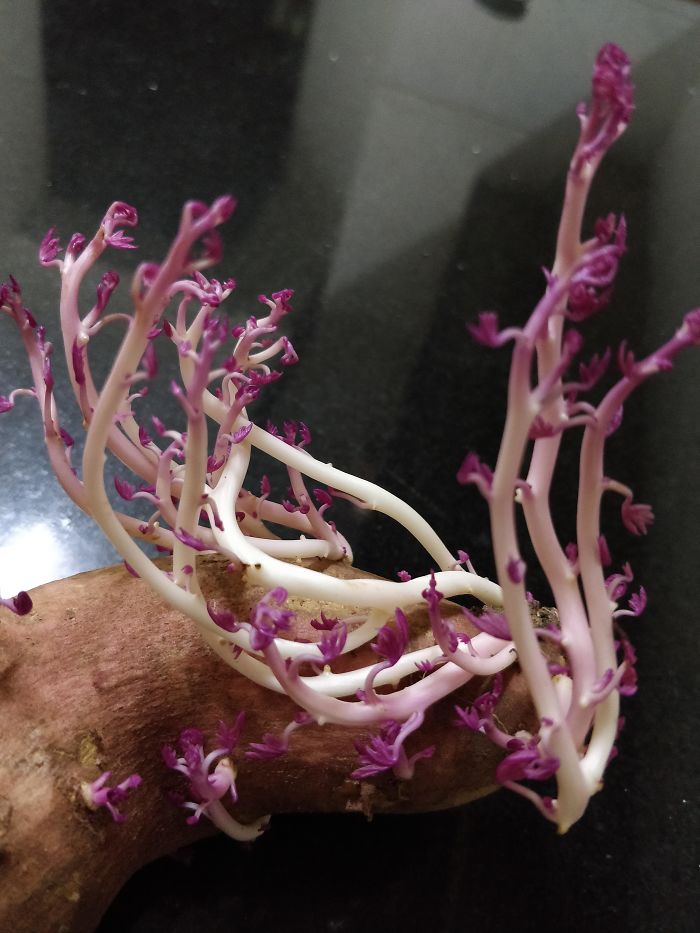 Delicate Sweet Potato Sprouts Look Unearthly And Beautiful, Like Martian Coral