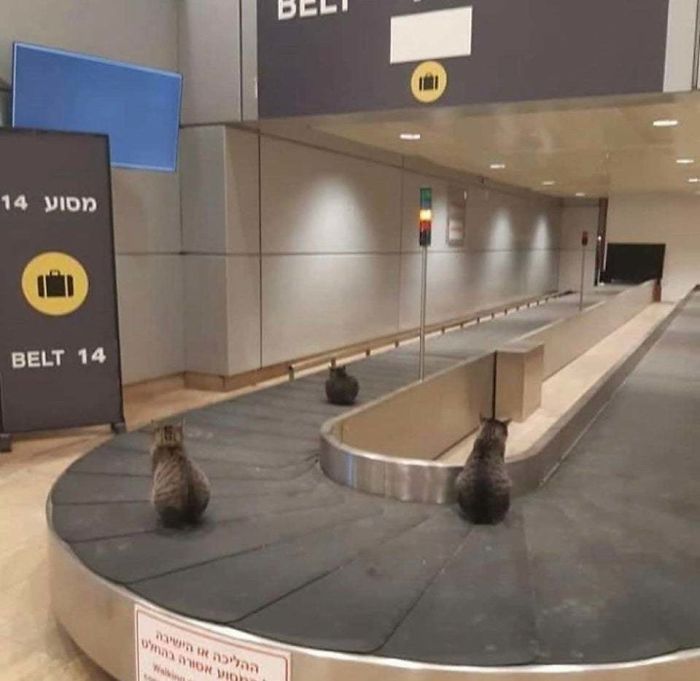 The Cats Have Taken Over An Israeli Airport