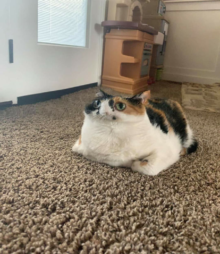 Not My Cat But Panorama Mode Makes This Cat Another Species