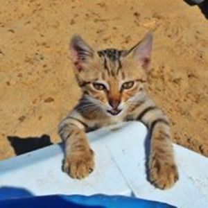 joekikooistra avatar