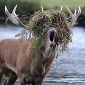 whatsthatspell avatar