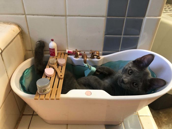 One Of Our Kittens Only Sleeps In My Daughters Doll Bathtub...
