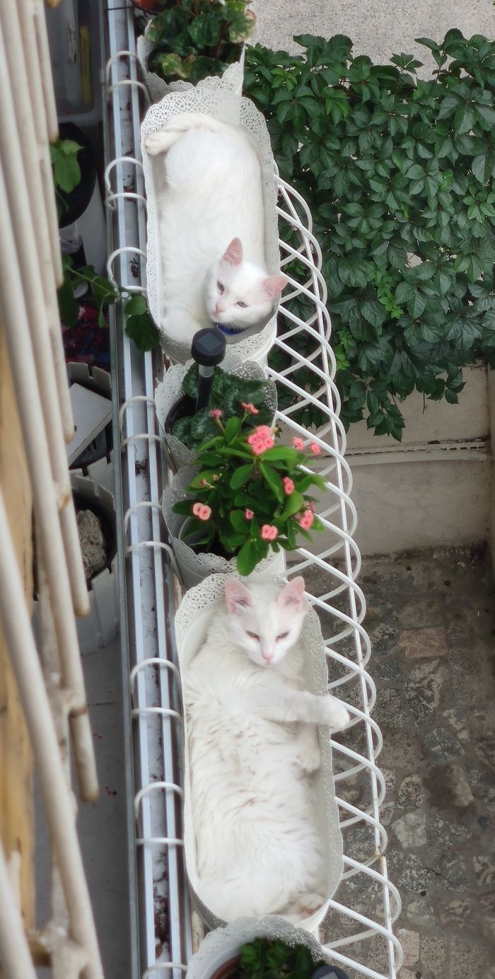 Meet My Neighbour's Twin Cats. They Like Watching The Street And Gossiping About People They See