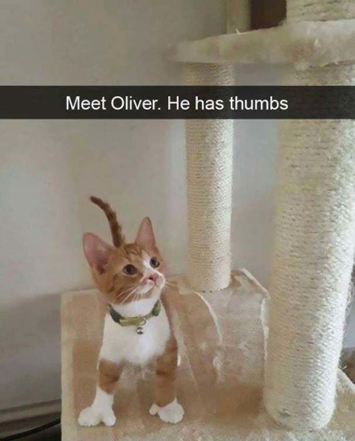 Oliver，the Cat With Thumbs.