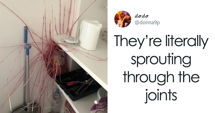 Student Returns To Her Home After Quarantine, Finds Potatoes Taking Over Her Kitchen, People Post Similar Pics