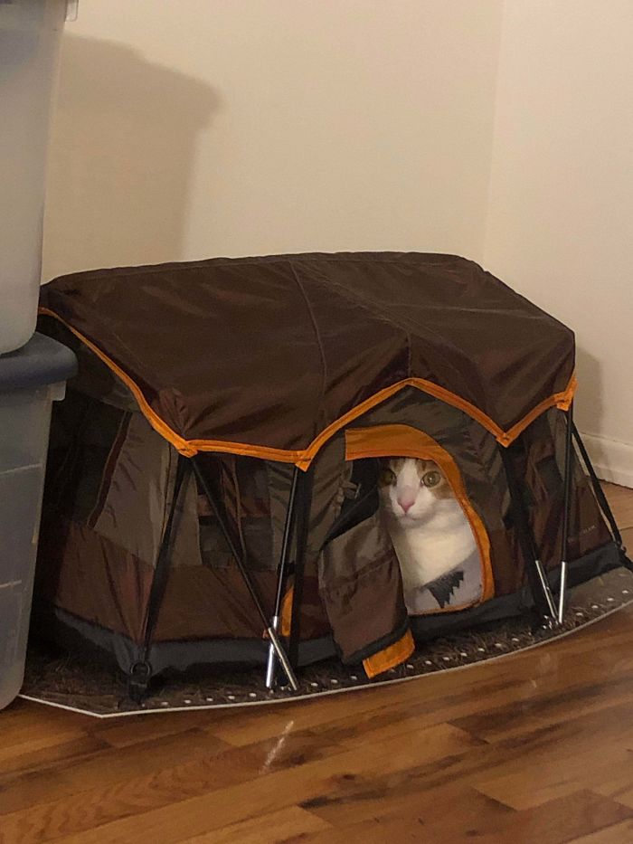 My Husband Brought Home A Model Tent From Work A Couple Months Ago