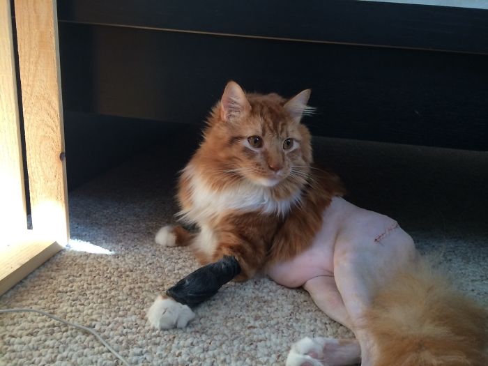 My Friend's Cat Had Surgery And Now He Has No Pants