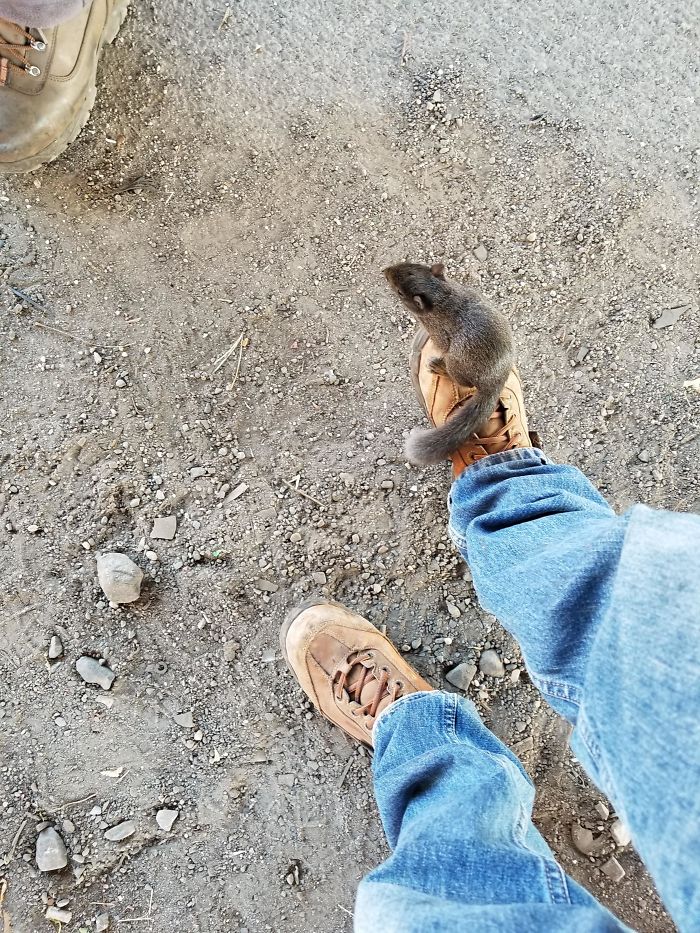 A Baby Squirrel Climbing Onto My Work Boot Today