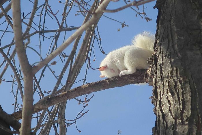 My Wife Just Shot This Pic Of A Sleepy Albino Squirrel