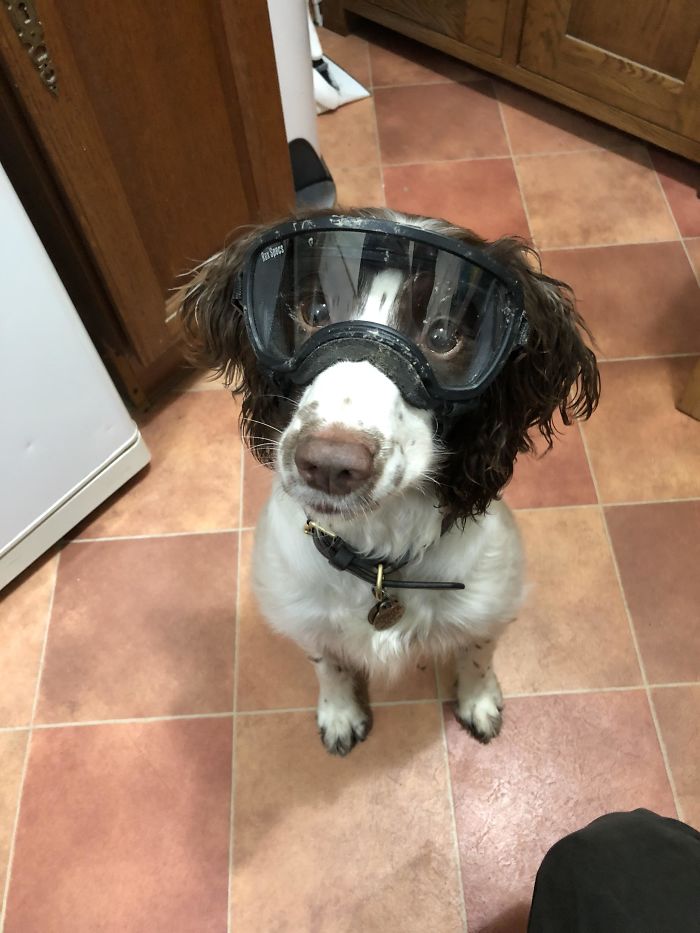 My Pup Injured Her Eye And Now Is Having To Wear Goggles When She Goes For A Run