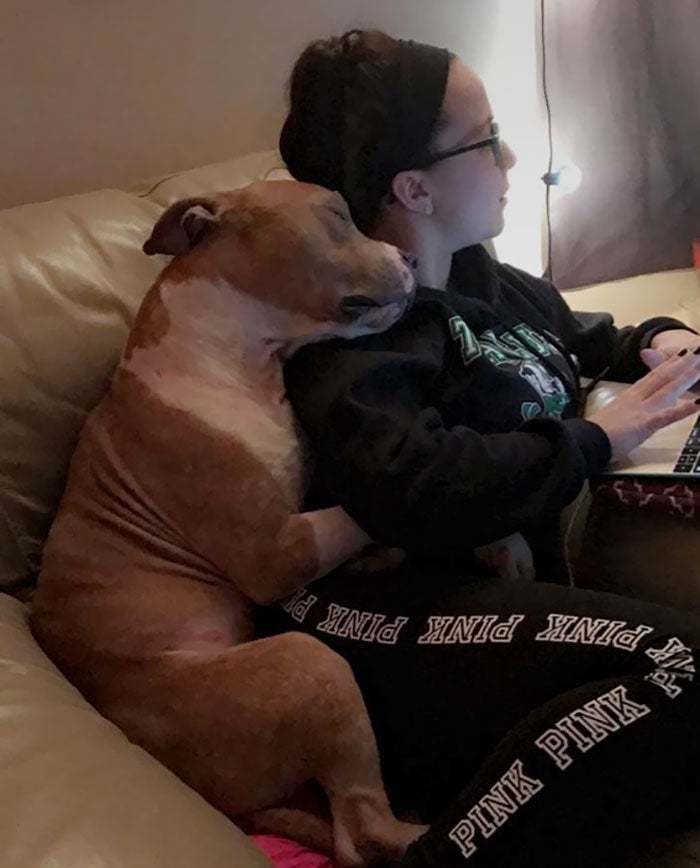Adopted Pit Can't Stop Hugging His New Owner