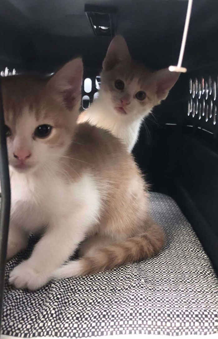 Me And The Girlfriend Came To An Agreement On Adopting A Cat. Somehow Ended Up With These Two. Say Hello To Kit And Kat