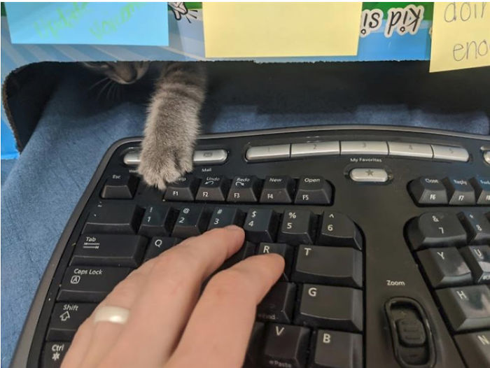My Boss Adopted A Kitty And Sent Me This Picture Saying He's "Helping At Work"
