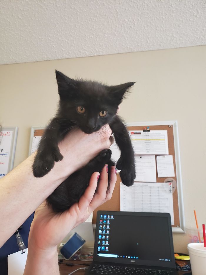 Took Me 2 Hours To Trick This 6 Toed Kitten To Come Out From Inside The Engine Of My Co-Worker's Car. Totally Worth It! She Was Adopted At The Vet By The Tech Who Couldn't Resist Her Mittens!