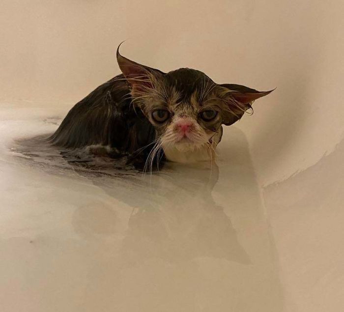 Adopted Either A Kitten Or A Gremlin With Ringworm So She Has To Have Lots Of Baths