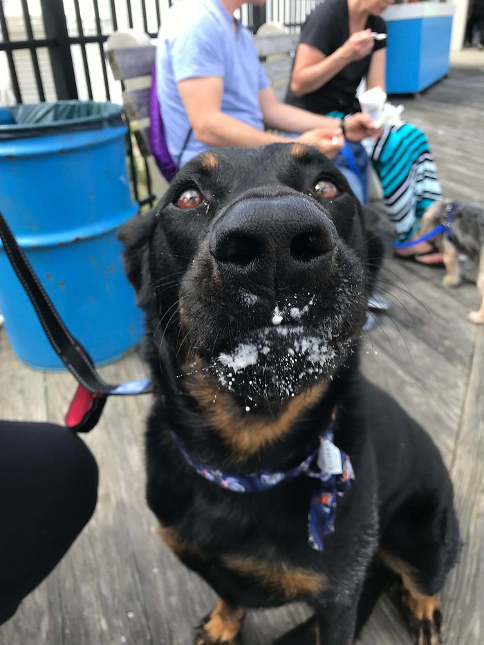 My Rescue Pup Getting Her First Ice Cream