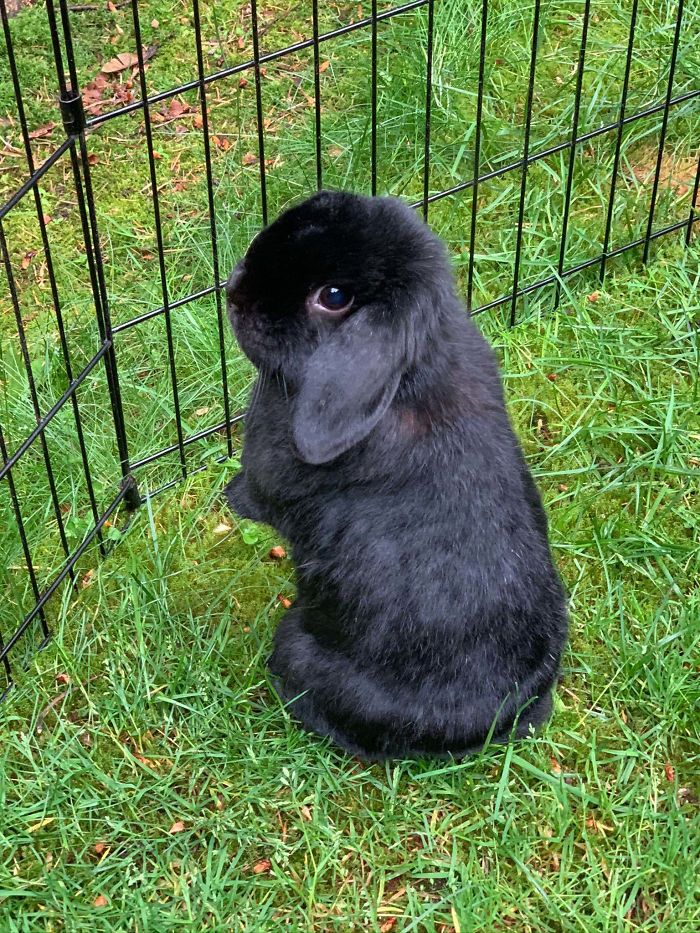 Hello! Here’s A Picture Of Onyx, My 1.5 Year Old Holland Lop I Rescued