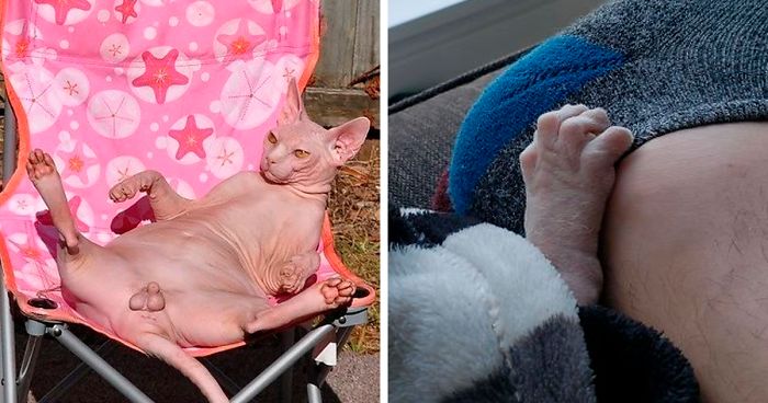 30 Times Sphynx Cats Proved They’re Not The Best Photo-Models