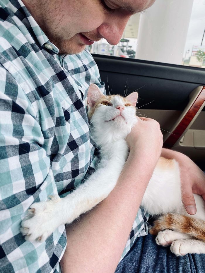 La primera vez que adoptamos un gato adulto, le gusta abrazar